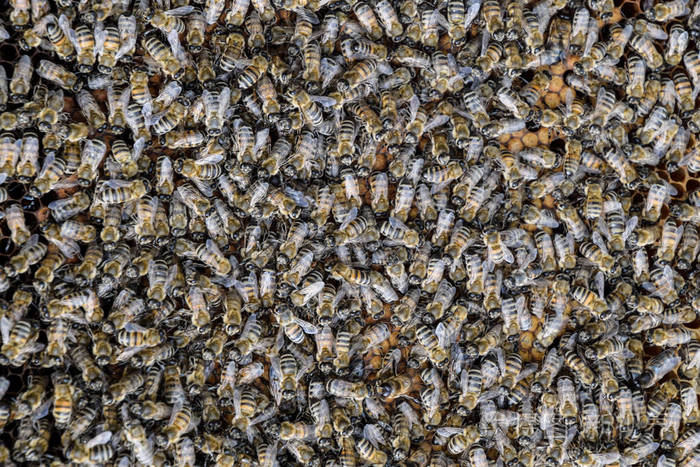 蜂巢里密集的蜂群蜜蜂群中工作的蜜蜂雄蜂和子宫蜜蜂昆虫的聚集