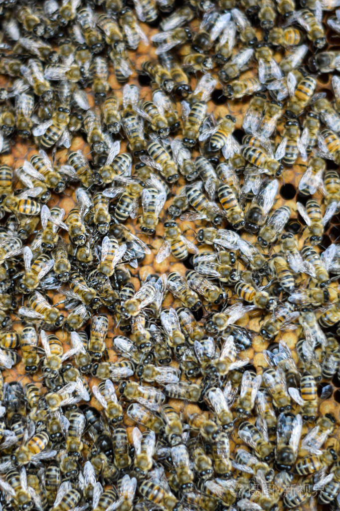 蜂巢里密集的蜂群蜜蜂群中工作的蜜蜂雄蜂和子宫蜜蜂昆虫的聚集