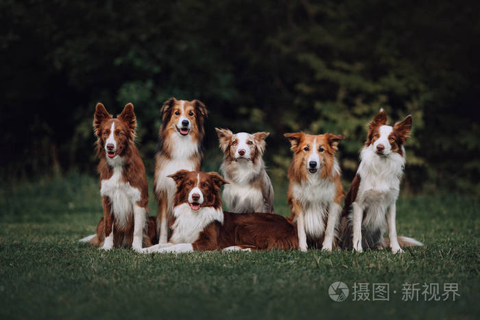 许多边境牧羊犬坐在一起