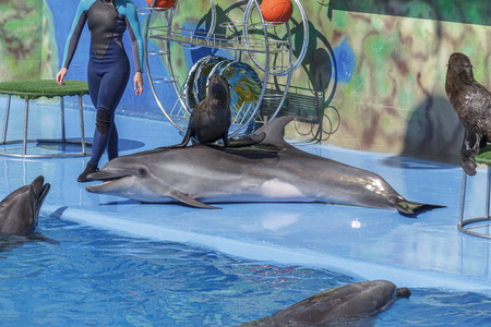 海豹和海豚在海豚馆表演照片