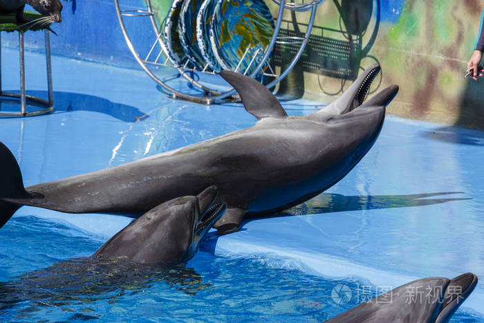 海豹和海豚在海豚馆表演