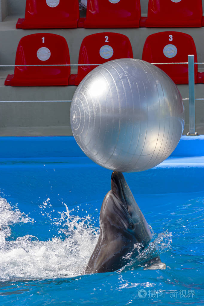 海豚用鼻子顶着一个大球