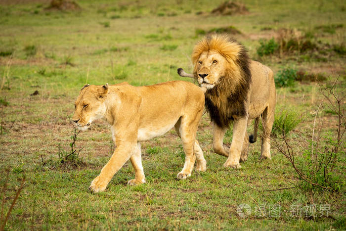 雄狮在草地上跟着母狮
