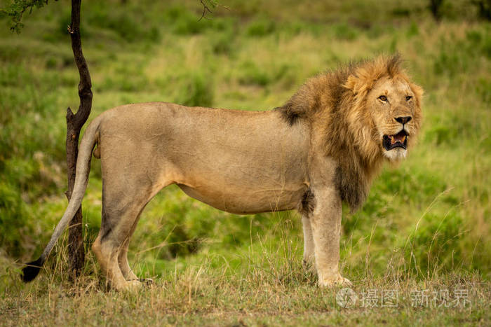 雄狮站在树旁转头