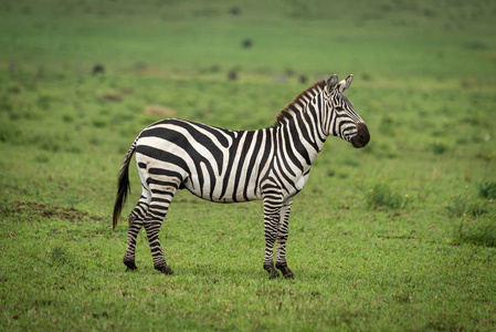 平原草地平原斑马侧面站在草地上照片