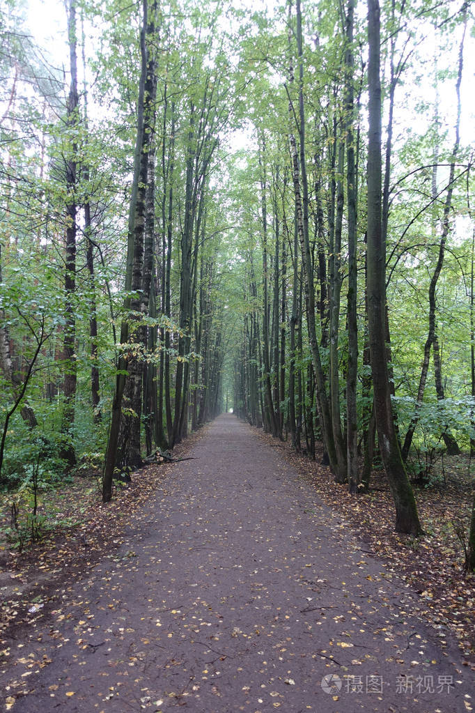 初秋雾蒙蒙的早晨的一条林荫道