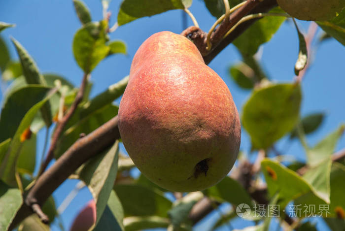 Fresh juicy pears on pear tree branch. Organic pears in natural 