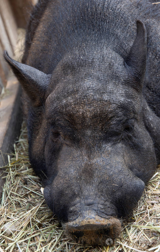 躺在干草上的大黑猪头