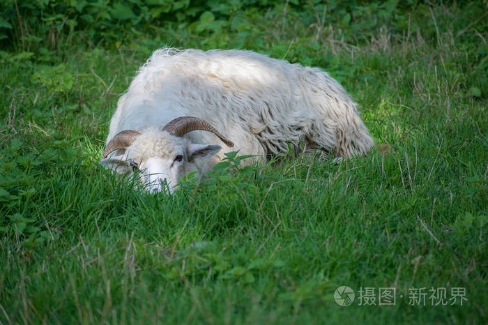 带角的白羊躺在草地上的高草上复制空间