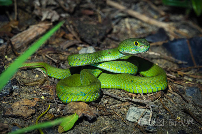 美丽的大眼睛蝰蛇准备在晚上狩猎