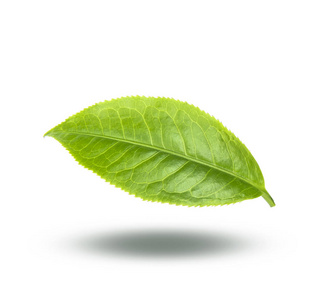 茶树叶春天图片