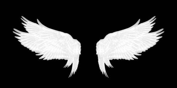 黑底羽毛黑底鸟的白色翅膀照片