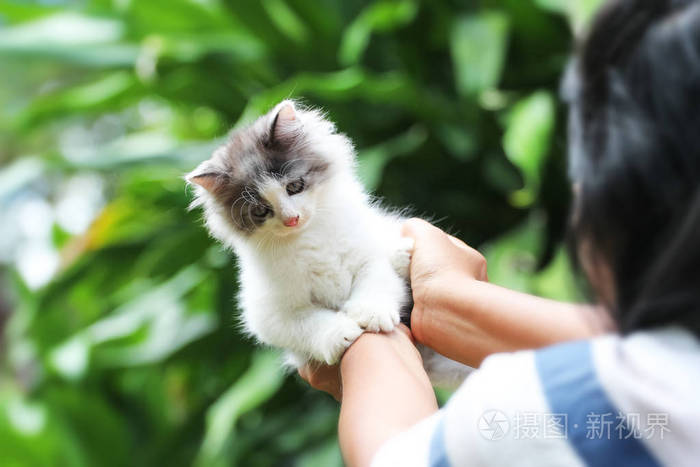 美丽的小猫在掌心女人正在抚摸一只小小猫