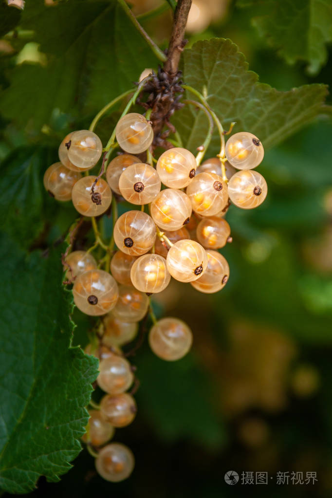树枝上有一束白醋栗浆果的香味叶子靠近u