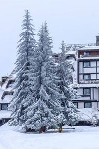 松树雪屋避暑山庄图片