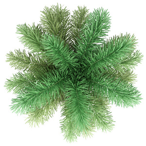 狐尾龙舌兰图片-狐尾龙舌兰素材-狐尾龙舌兰插画-摄图新视界