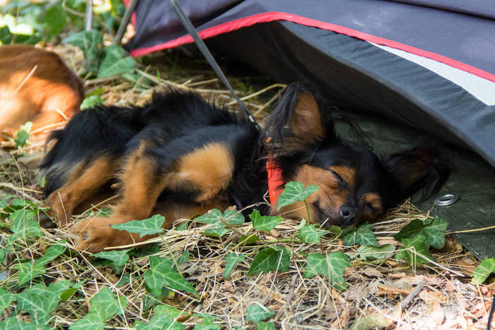 红黑头发的小狗睡在草地上一只小狗正在公园里休息长毛俄罗斯玩具梗
