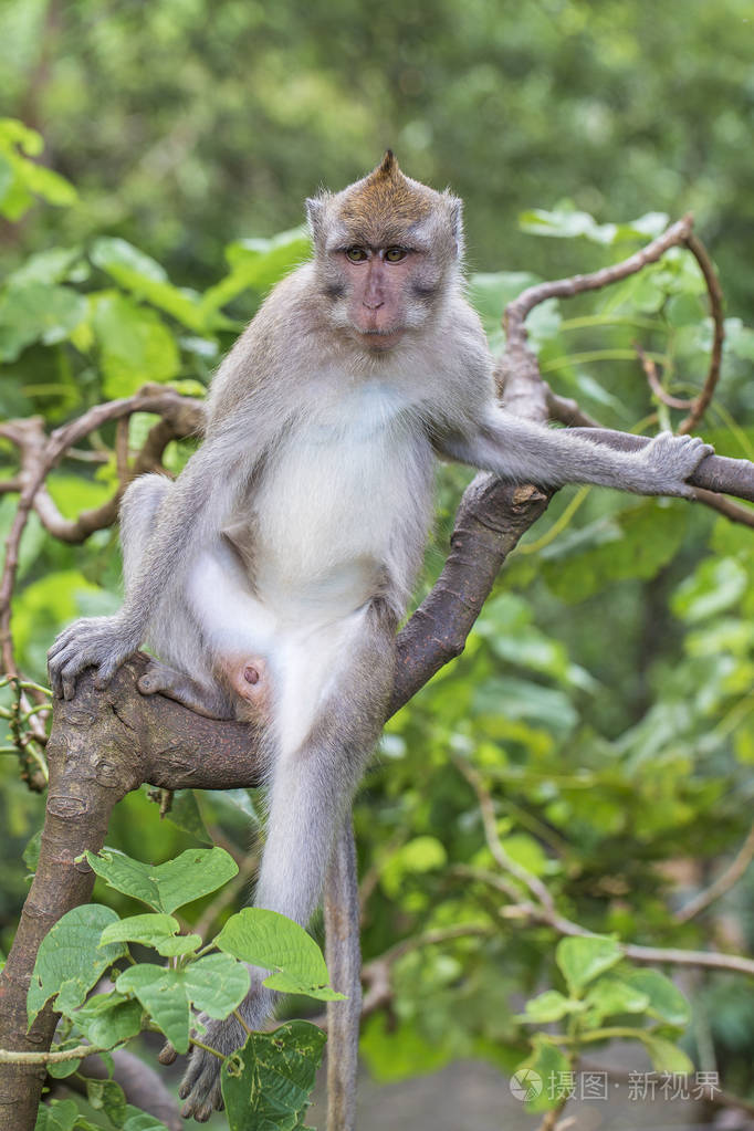 印度尼西亚巴厘岛乌布岛圣猴森林的野生猴子家庭