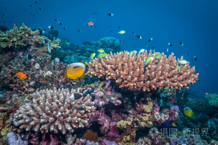 苏丹珊瑚礁性质