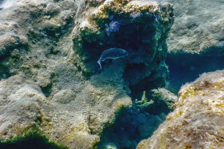 海洋生物水下岩石阳光,水下生命照片