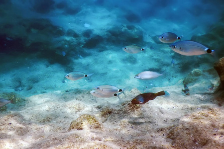 海底,水下景致阳光,鱼儿水下生活.照片