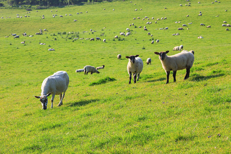 羊群牧场绿地景观图片