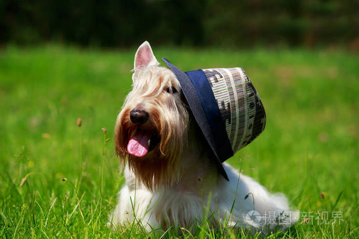 苏格兰猎犬