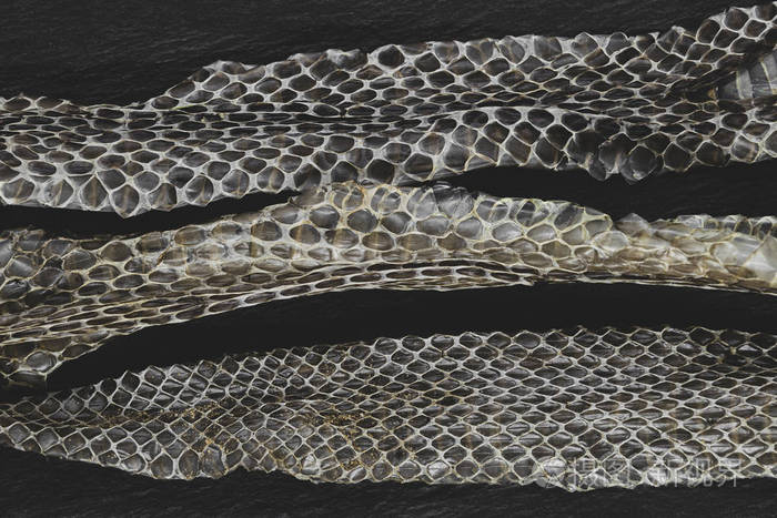 老掉下来的蛇皮