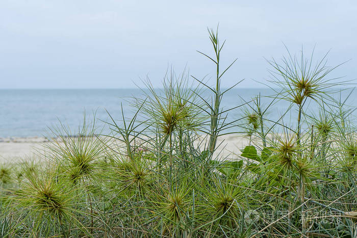 近距离拍沙滩上的小棘草