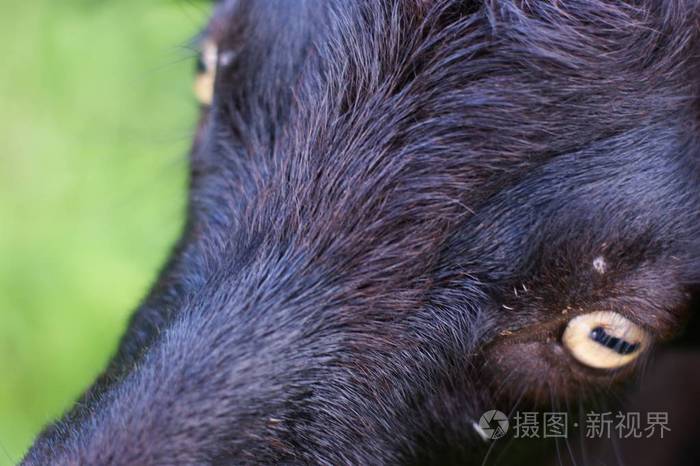 夏天草地上一只黑山羊的大眼睛