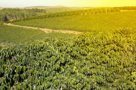 巴西农场咖啡种植园图片