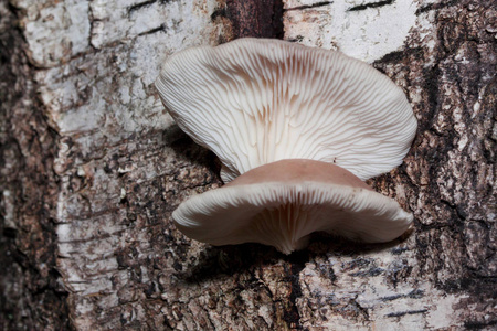 寄生蘑菇生长在桦树树干上.寄生植物.照片
