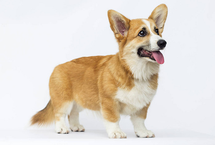 小狗看起来,品种威尔士科吉彭布罗克照片