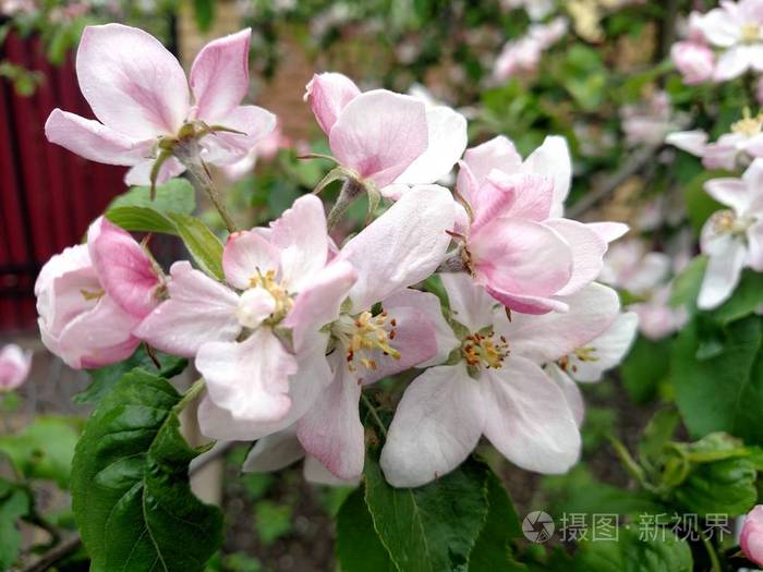 花玫瑰色苹果树枝在夏天开花