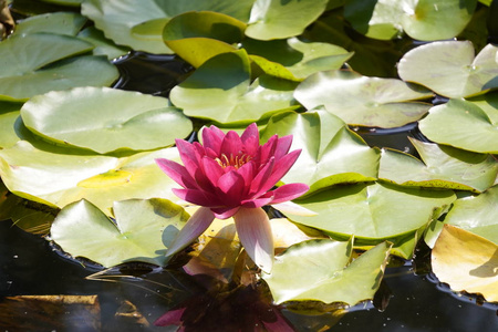 肉质植物在开阔地或花盆中成群生长 顶盖永久存活 春季土壤中常见的韭菜 高山滑梯常绿 抗冻多年生植物 照片 正版商用图片2nqc85 摄图新视界
