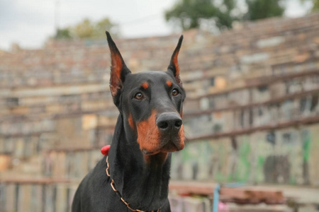 棕色杜宾犬和黑色杜宾图片