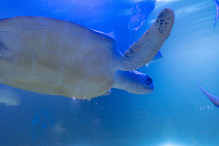 exema 巴哈马栖息在海床上的玳瑁水飞溅孤立在白色水波纹效应顶部视图