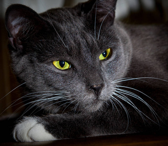 一只黑猫,绿眼睛闪闪发光.食肉动物脸的特写镜头照片