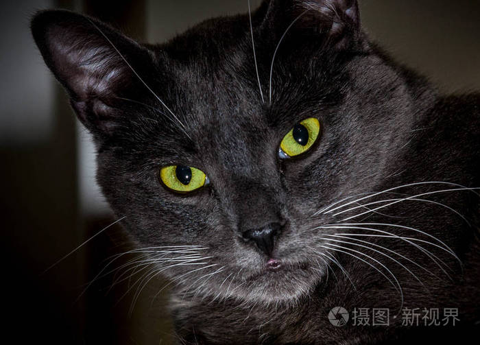 一只黑猫绿眼睛闪闪发光食肉动物脸的特写镜头