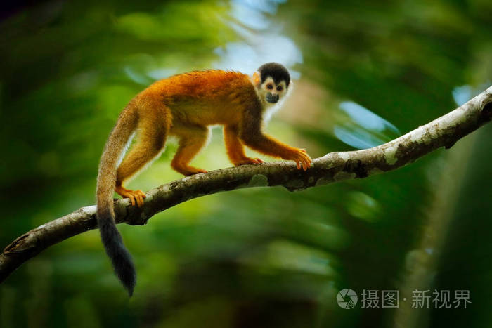 长尾猴的种类以及图片图片