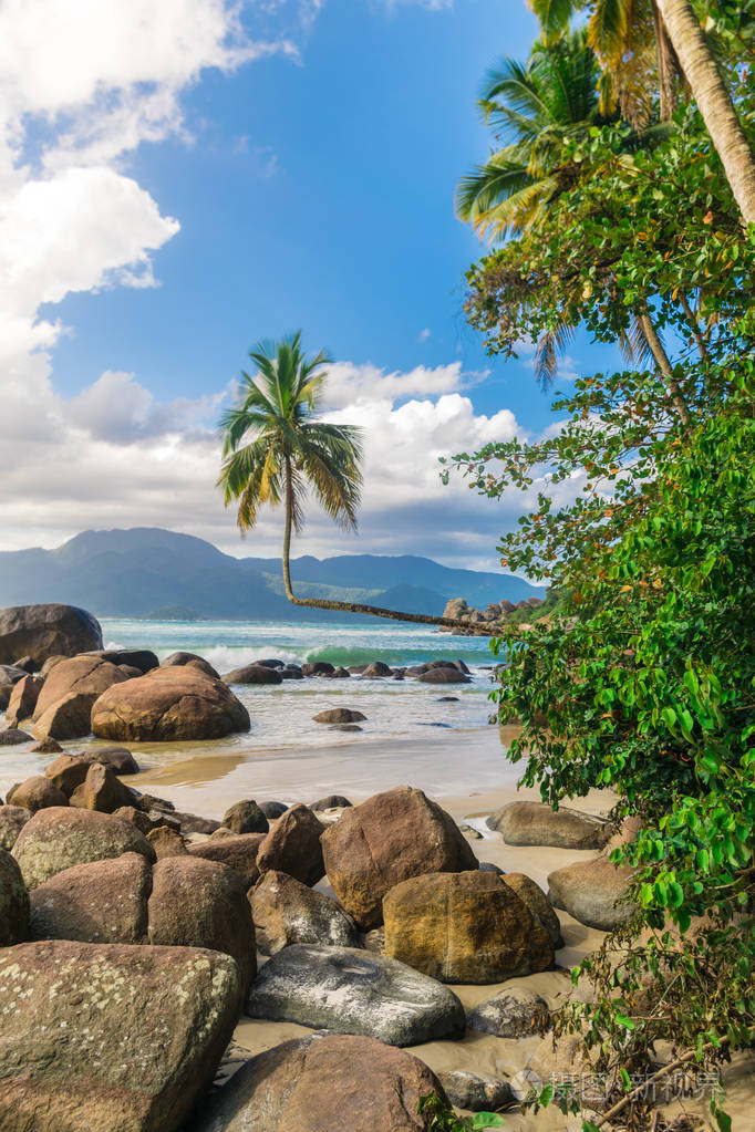 热带风景,阳光明媚的海滩上有一棵水平生长的精致椰子树,沙滩边有大