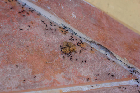 瓷砖上的蚂蚁图片
