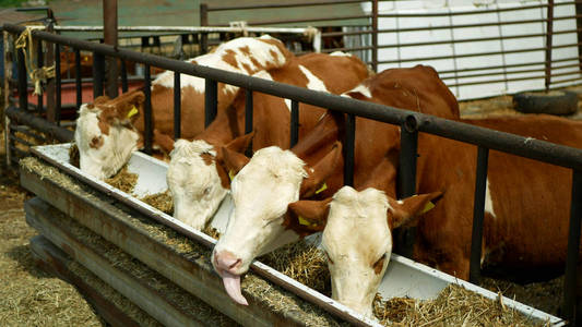 草料青贮槽,捷克尊荣雀斑品种,适合牛奶和肉类生产,传统菜欧洲照片