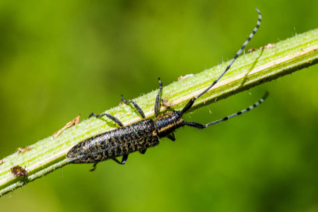 叶角甲虫子图片