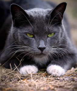 一只黑猫,绿眼睛闪闪发光.食肉动物脸的特写镜头照片