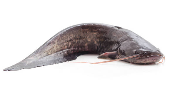 孤立的鲶鱼图片