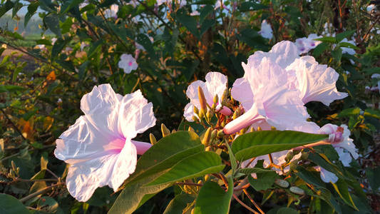 蓝色星型花图片 蓝色星型花素材 蓝色星型花插画 摄图新视界