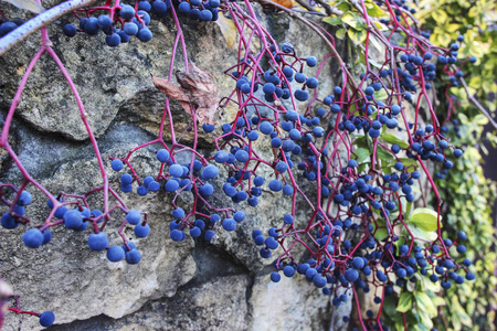 五叶爬山虎的果实照片