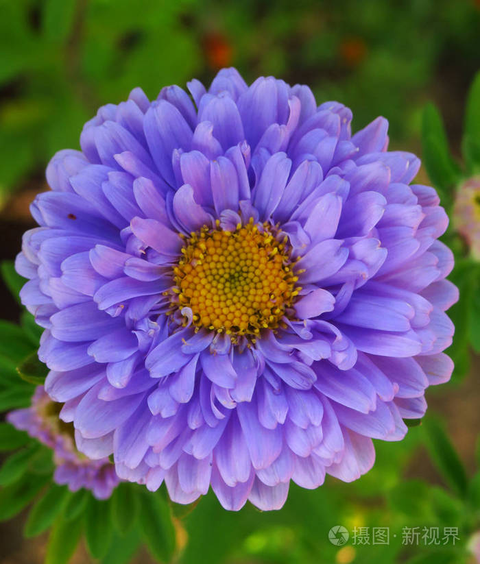 七彩菊花宏拍菊花彩虹花