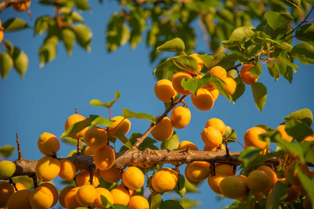 花园里树枝上成熟的杏子摄影图